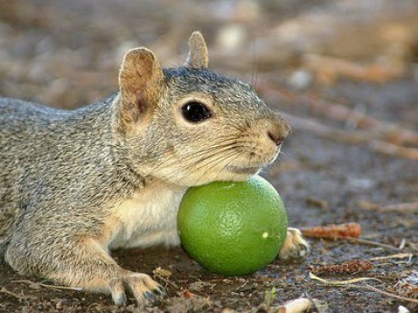 Squirrel on viagra Squirrel on viagra